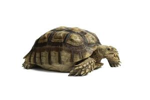 Turtle Centrochelys sulcata isolated on white background with clipping path photo