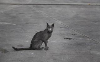 Russian blue cat on the street photo