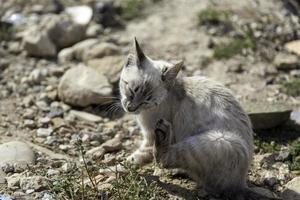 Gray cat on the street photo