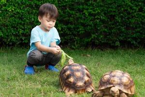 Cute little Asian boy feeding turtles with vegetables on green grass. Concept Turtle Centrochelys sulcata, pet, dear friend. children feeding animals photo