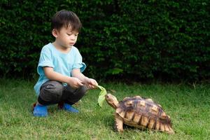 Cute little Asian boy feeding turtles with vegetables on green grass. Concept Turtle Centrochelys sulcata, pet, dear friend. children feeding animals photo