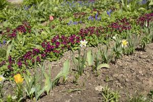 Flowers in garden in spring. Growing plants in ground. photo