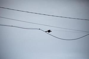 Raven flies through wires. Bird in sky. Black raven in blue sky. photo