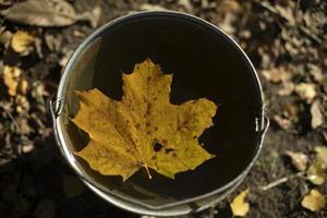 Maple fox in bucket. Autumn leaf in water. Garden tools. photo