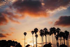 silueta de palmera contra la espectacular puesta de sol foto