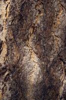 Tree bark texture photo