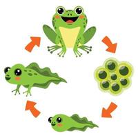 The Life Cycle Of Frog vector