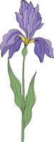 Iris on white background. Hand drawn vector illustration. Flower isolated