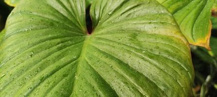 A close-up photo of an elephant ear plant with bright green leaves and a beautiful pattern.