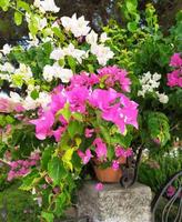 pink and white bougainvillea flowers in a pot on the fence photo