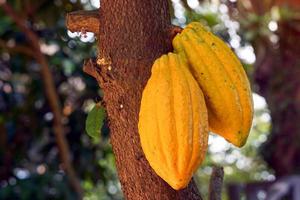 Cocoa, Cacao, Chocolate Nut Tree. Fruit shaped like a papaya on the trunk or branches. Gourd-like skin, thick skin, cocoa beans are processed into chocolate. Soft and selective focus. photo