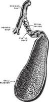 Gall Bladder and Bile Ducts, vintage illustration. vector