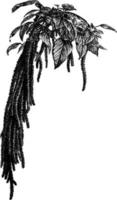 Flower Spike of Amaranthus Caudatus vintage illustration. vector