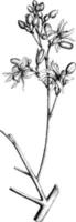 Portion of Inflorescence of Moringa Aptera vintage illustration. vector