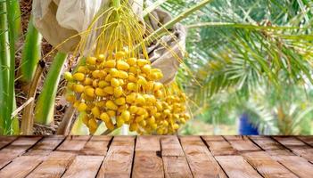 Beautiful  wooden floor and Barhi Dates palm yellow fruits field nature background, agriculture product standing showcase background, Barhi Dates palm tree garden and healthy food concept photo