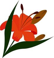 lilies, illustration, vector on white background.