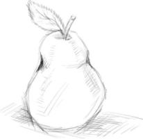 Pear sketch, illustration, vector on white background.