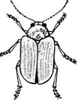 Beetle, vintage illustration. vector