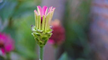 zinnia elegans blomma, makro skott i de morgon- i de trädgård video