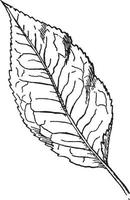 Mountain Holly Leaf vintage illustration. vector