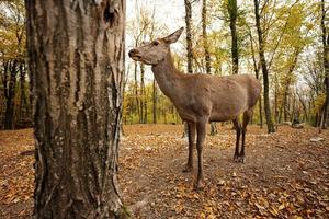 Close up of roe deer in autumn forest near tree. photo