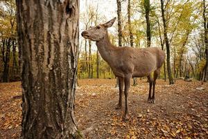 cerca de corzo en el bosque de otoño cerca del árbol. foto