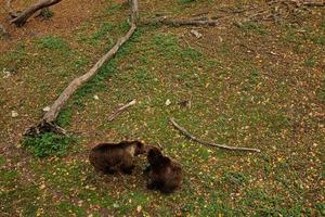 vista desde arriba de dos osos marrones en el bosque en otoño. foto