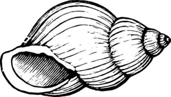 Snail Shell, vintage illustration. vector