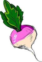 Radish drawing, illustration, vector on white background.