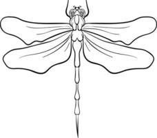 Dragonfly drawing, illustration, vector on white background.