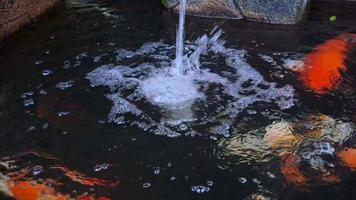 una colección de peces koi nadando en un hermoso y hermoso estanque de peces de piedra natural video