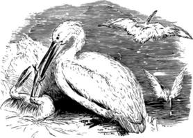 Pelican feeding its young, vintage illustration. vector