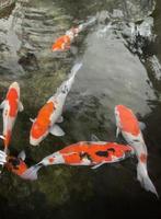 Colorful ornamental Koi fish float in the artificial pond, view from above photo