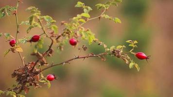 escaramujos rojos en un arbusto que crece video