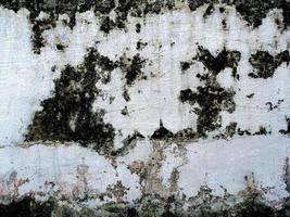 Background texture of walls overgrown with moss. scary horror background concept photo