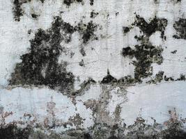 textura de fondo de paredes cubiertas de musgo. concepto de fondo de terror aterrador foto