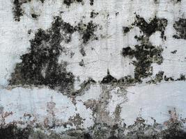 Background texture of walls overgrown with moss. scary horror background concept photo