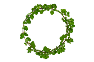 leaf vine circle Isolate on transparent background PNG file