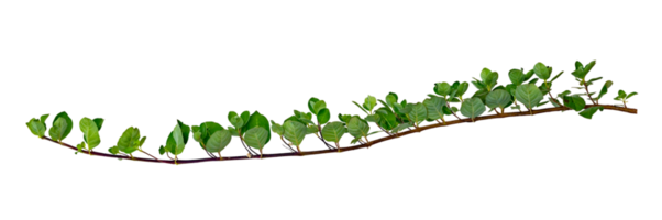 leaf vine Isolate on transparent background PNG file