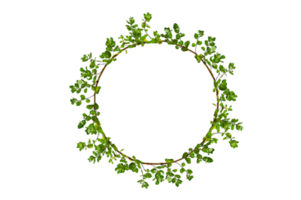 leaf vine circle Isolate on transparent background PNG file