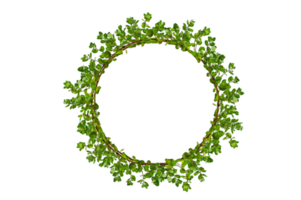 leaf vine circle Isolate on transparent background PNG file