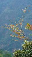 The colorful autumn leaves view on the mountains photo