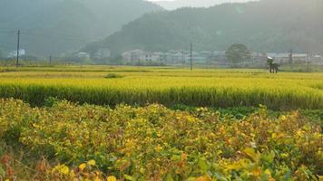 The rice field view with the mature rice in autumn in the countryside of the China photo