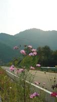 The beautiful countryside view with the pretty flowers blooming along the road in the countryside of the China photo