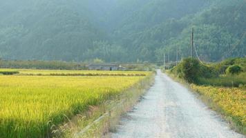 The rice field view with the mature rice in autumn in the countryside of the China photo