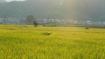 The rice field view with the mature rice in autumn in the countryside of the China photo