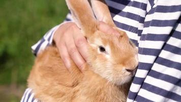 junges Mädchen kaukasischer Abstammung hält ein rotes, flauschiges, süßes Kaninchen in den Armen und streichelt es bei sonnigem Frühlingswetter im Freien. osterhase für die religiöse feiertage ostern frühlingssaison