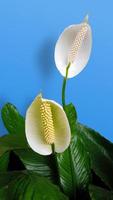 peace lily flowers in blue background photo