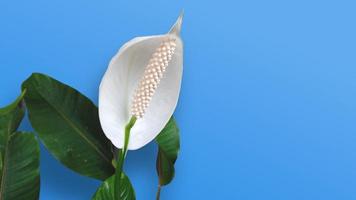 peace lily flowers in blue background photo