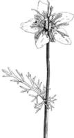 Flower Stem with Leaf of Nigella Sativa vintage illustration. vector